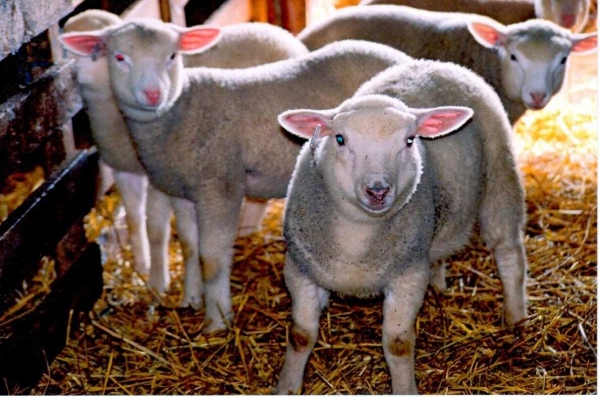 Punctele Forte Ale Oilor De Carne Palas Revista Ferma