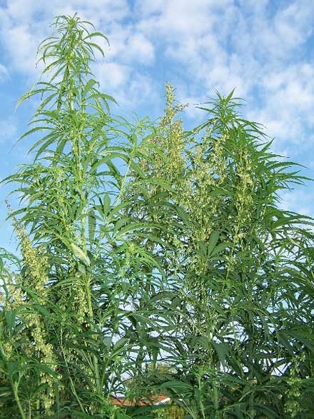 CÂNEPA (Cannabis L.) o importantă plantă tehnică | Revista Ferma