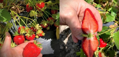 Soiul de căpșun timpuriu Duchesse: Peste 900 grame/plantă
