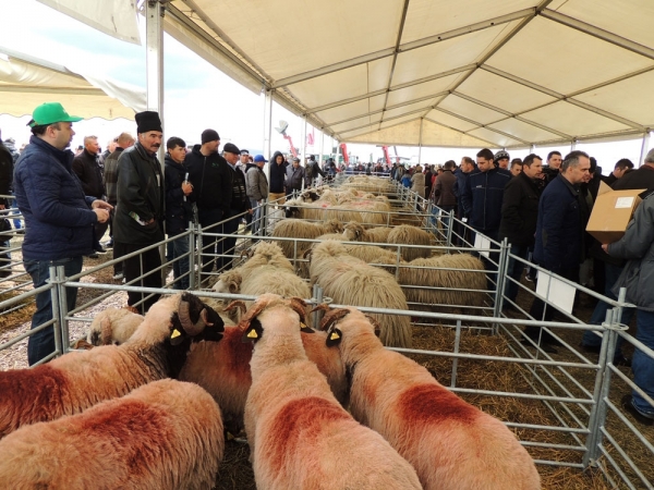 Genetica BunÄƒ Poate Aduce Castigul In StanÄƒ Revista Ferma